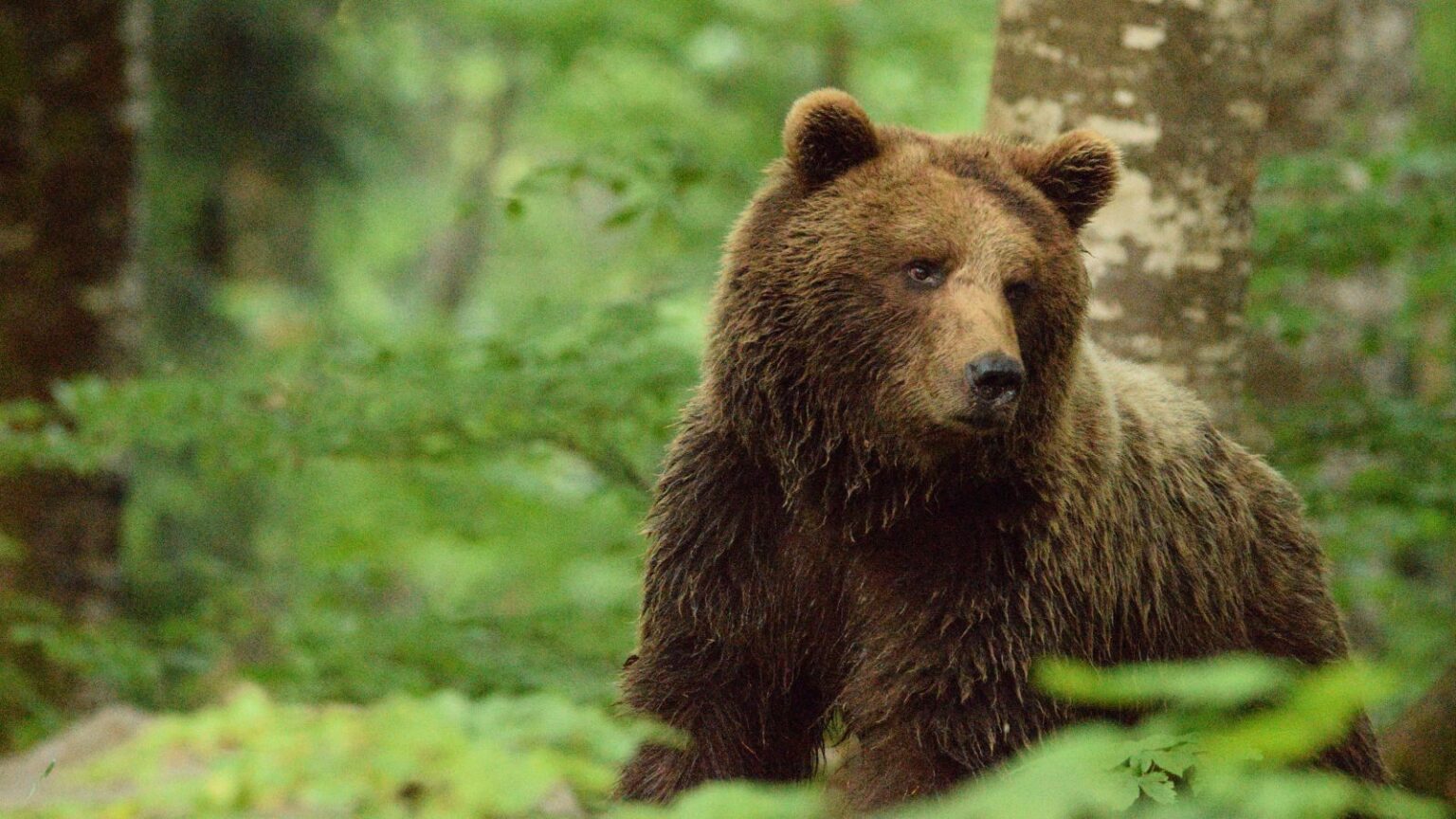 Study Reveals Women Feel Safer Around Bears Than Men - SOCIETEMAG.com